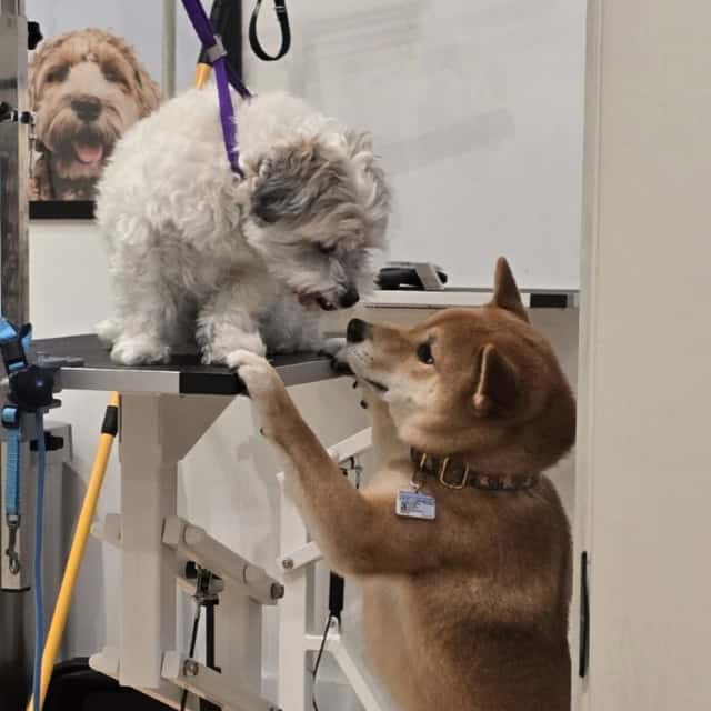 20250927_090341 (Medium)